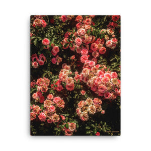 Rose Garden Canvas